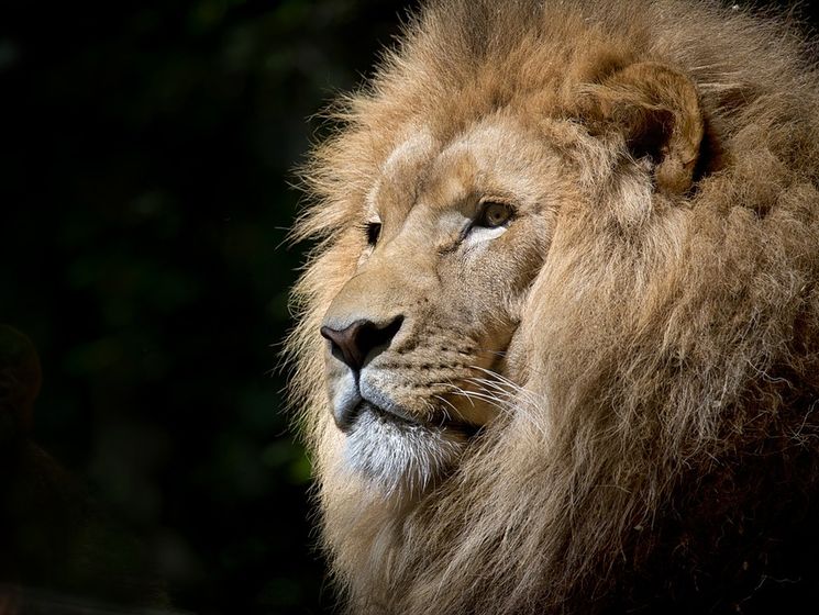 В американском зоопарке лев убил 22-летнюю сотрудницу