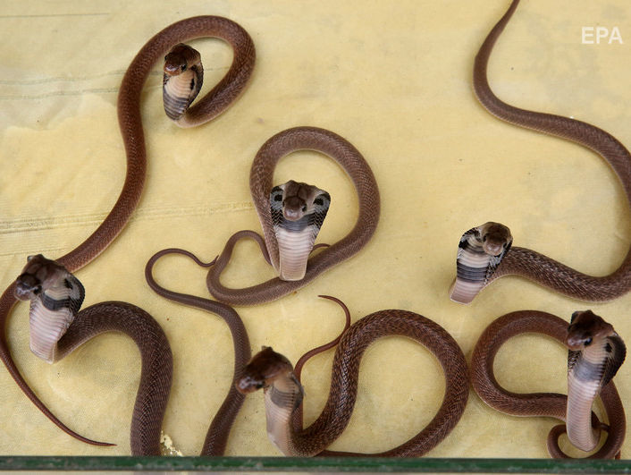 Зоопарк в Австралии ко Дню влюбленных предложил назвать ядовитую змею именем бывших любимых