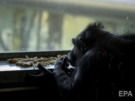 В зоопарке Белфаста шимпанзе сбежал из вольера, используя палку. Видео