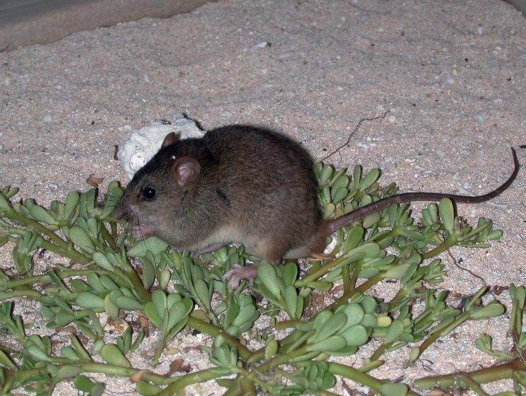 В Австралии вымерли рифовые мозаичнохвостые крысы, первые в мире &ndash; из-за изменений климата