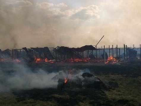 Во время пожара в приюте для животных под Киевом сгорели 70 собак