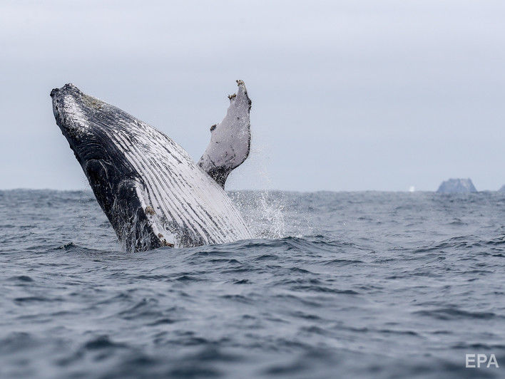 В Японии паром столкнулся с китом, пострадало 87 человек
