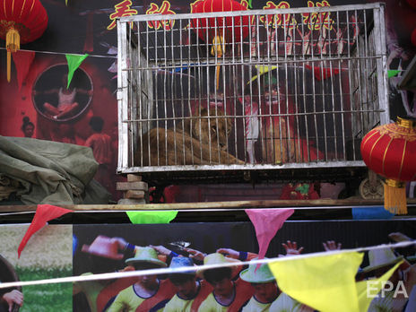 Киевский городской совет инициировал запрет цирков шапито с животными в 2017 году