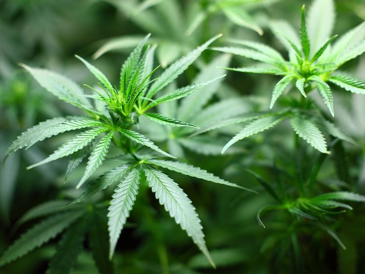 Комітет Ради розглянув петицію про легалізацію марихуани з медичною метою