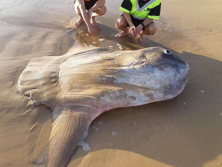 На пляже в Австралии нашли редкую солнечную рыбу. Она может весить больше, чем автомобиль