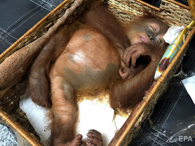 На Бали в багаже россиянина обнаружили орангутана под действием наркотиков