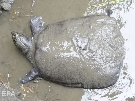 ﻿У Китаї померла рідкісна м'якотіла черепаха, не відкидають, що на Землі залишилися тільки самці цього виду