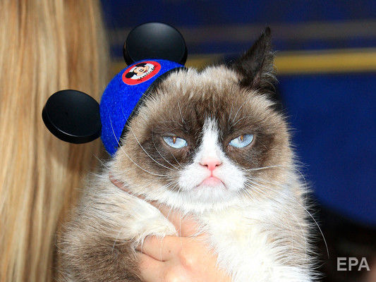 Умерла "сердитая" кошка Grumpy Cat, ставшая героиней мемов