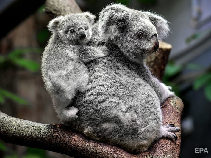 В Австралии коал объявили "функционально вымершими"